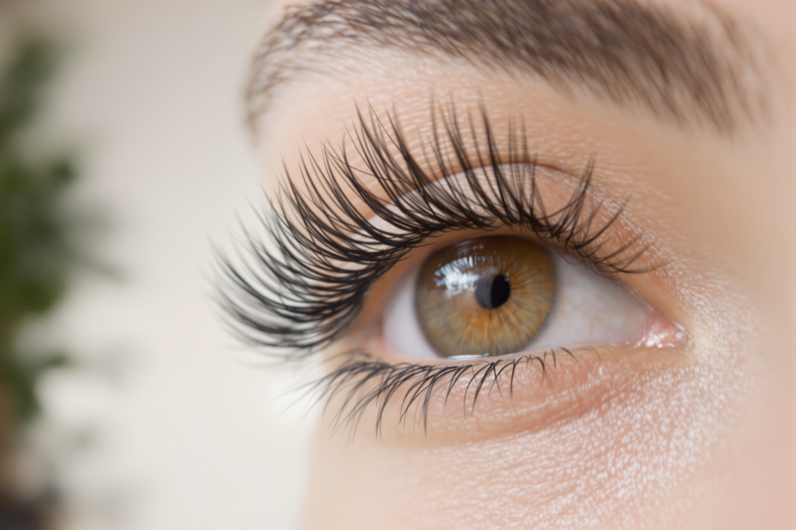 Close-up of a full set of lash extensions